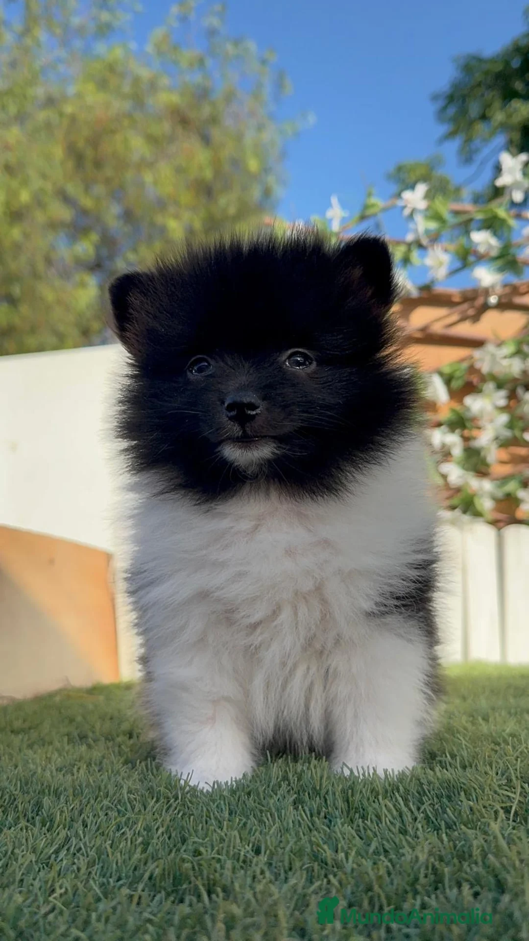 Pomerania perros en venta: POMERANIA  - Anuncio 23
