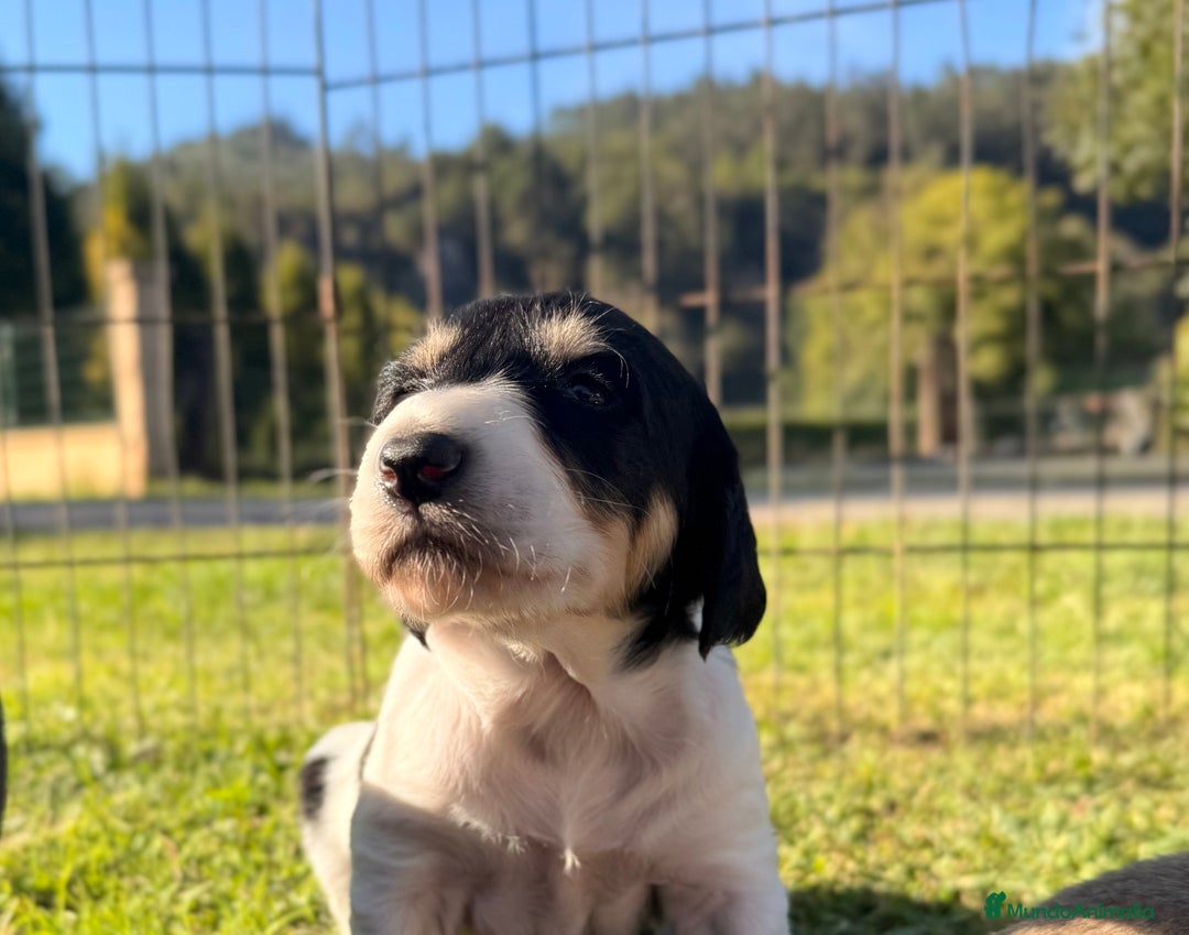 Saluki perros en venta: Camada de Salukis  - Imagen 18