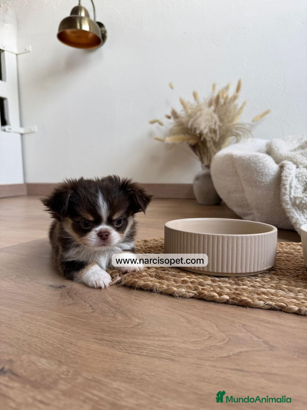 Chihuahua perros en venta: CHIHUAHUA PELO LARGO CACHORROS - Anuncio 5