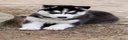 Husky Siberiano perros en venta: Perritas husky preciosas  - Anuncio 3