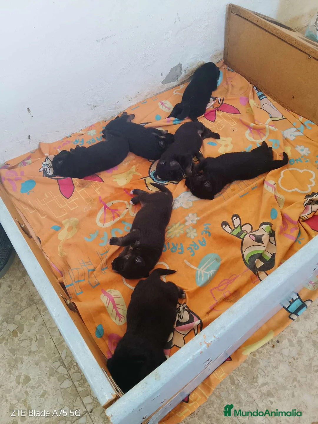 Pastor Alemán perros en venta:  Cachorros Pastor alemán🐶🐾 - Anuncio 1