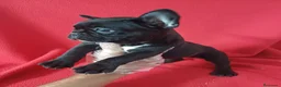 Bulldog Francés perros en venta: Bulldog Francés  - Anuncio 3