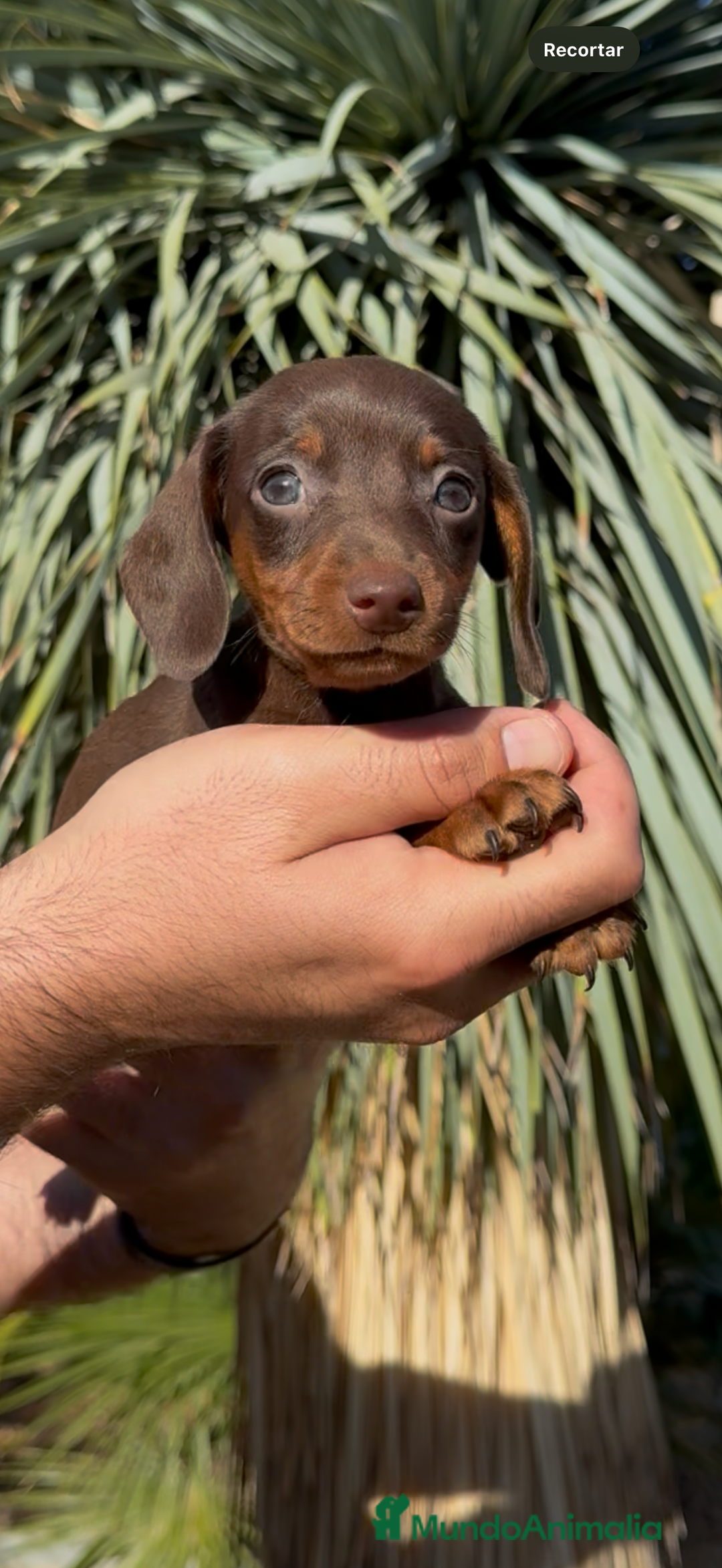 Teckel perros en venta: DULZURA DE TECKEL KANINCHEN  - Imagen 5