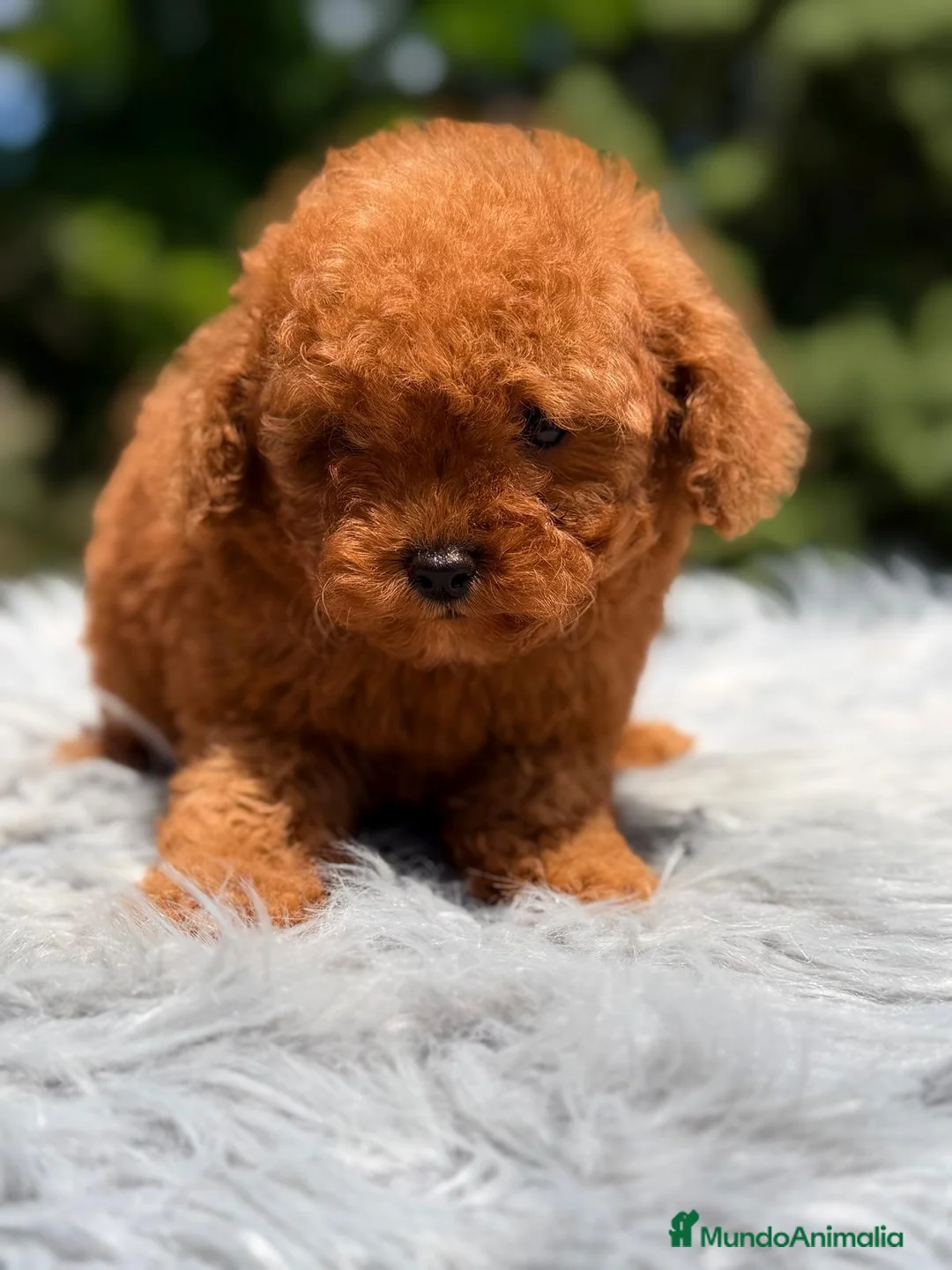 Caniche Toy perros en venta: CAMICHE MINI TOY LÍNEA COREANA - Anuncio 1