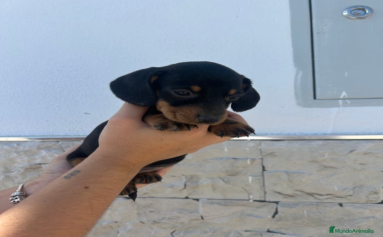 Teckel Miniatura perros - Propaganda 4