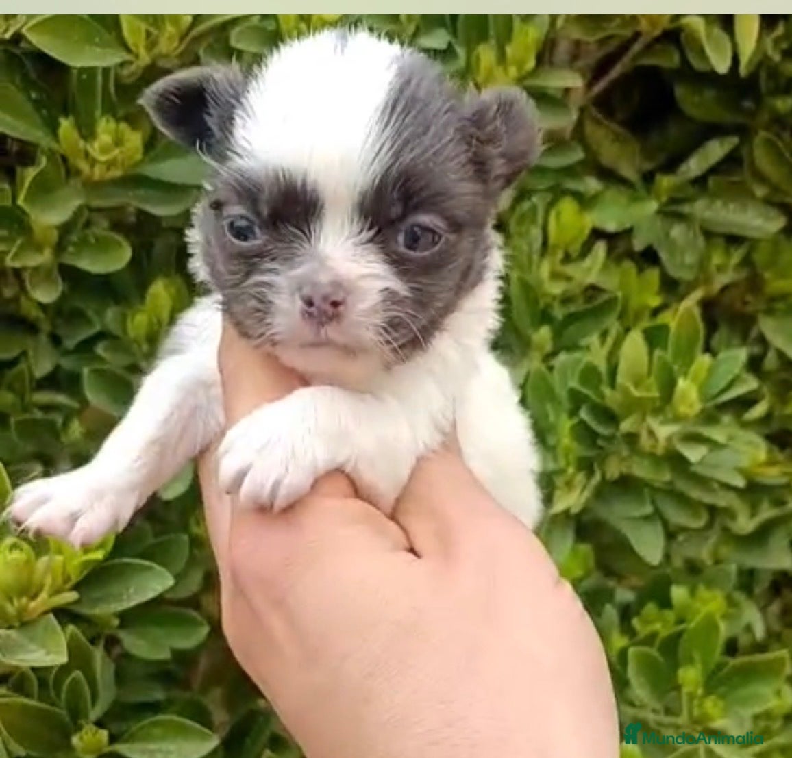 Chihuahua perros Chihuhua macho  - Anuncio 1