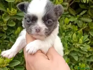 Chihuahua perros Chihuhua macho - Anuncio 1