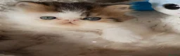 Persa gatos en venta: GATOS PERSAS/HIMALAYOS  - Anuncio 5
