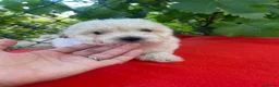 Maltipoo perros en venta: PRECIOSA HEMBRA MALTIPOO  - Anuncio 3