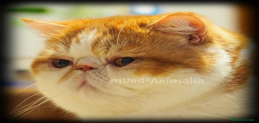 Imagen de galería {{count}}