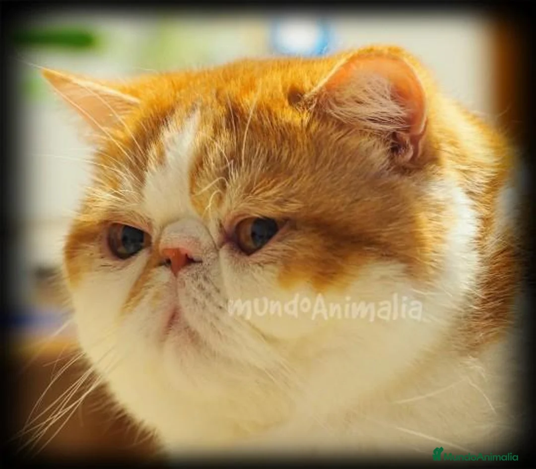 Imagen de galería {{count}}