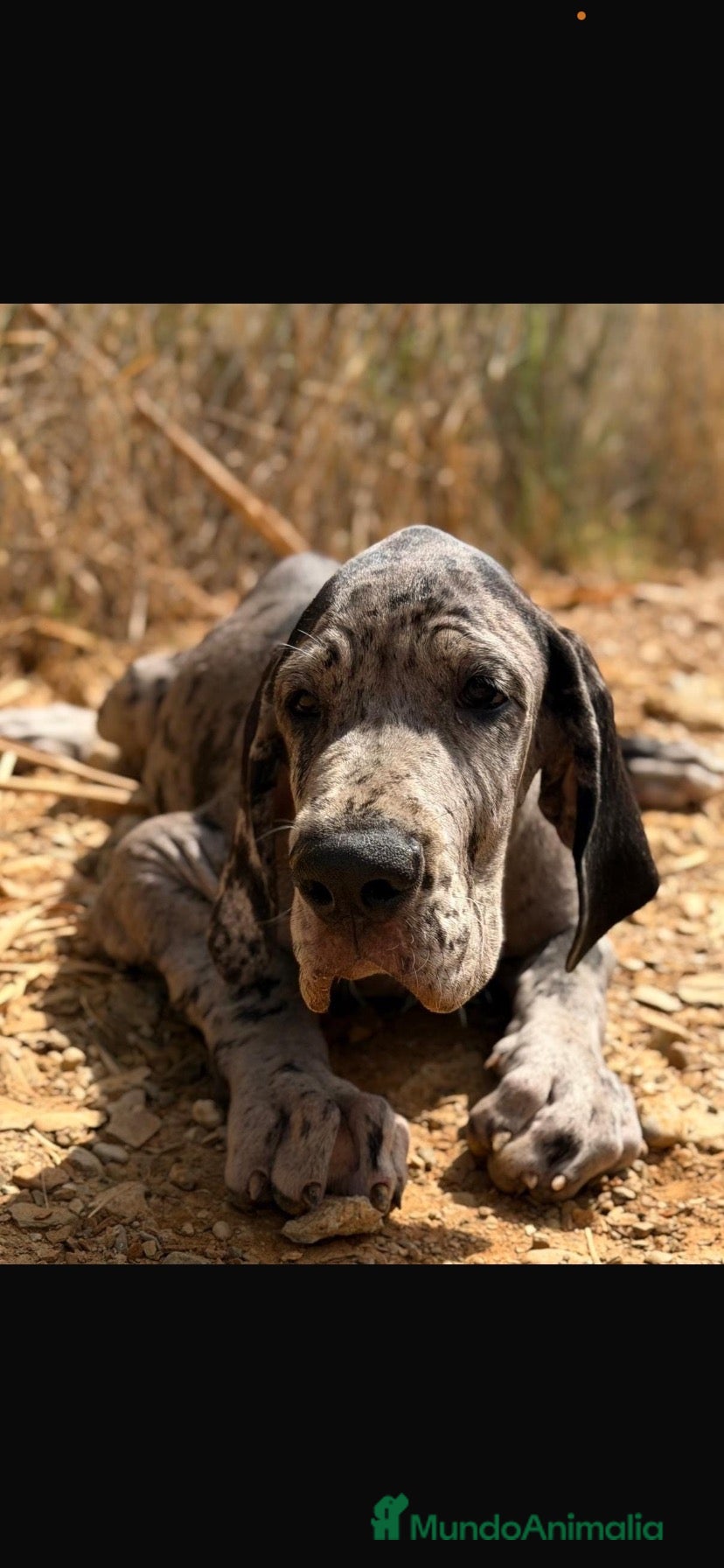 Dogo Alemán perros Camada dogo aleman(gran danés) - Anuncio 1