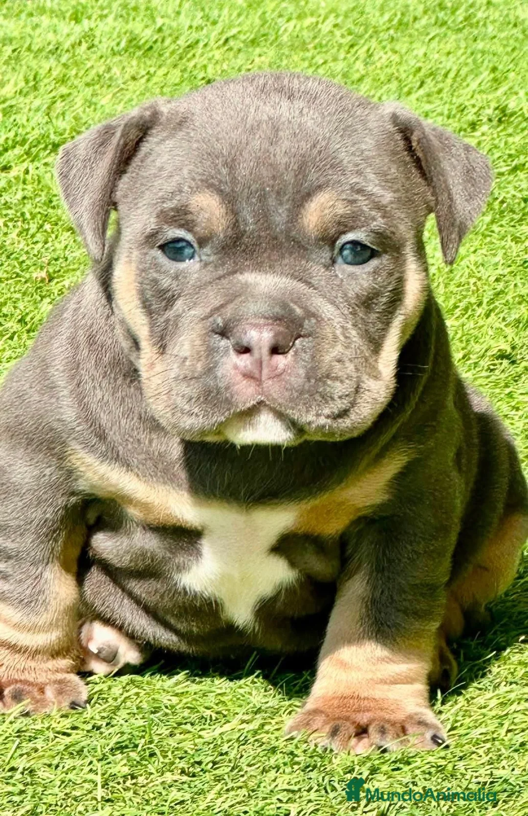 American Bully perros en venta: Camada American Bully  - Anuncio 2