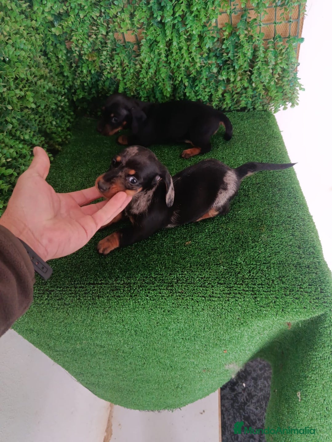 Teckel perros en venta: Hembras teckel  - Anuncio 10