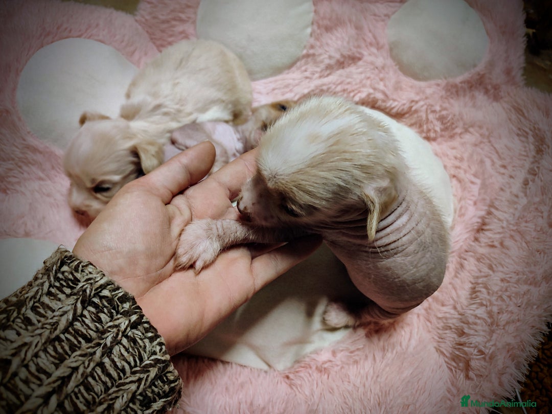 Perro Crestado Chino perros en venta: Crestado chino hairless - Anuncio 4