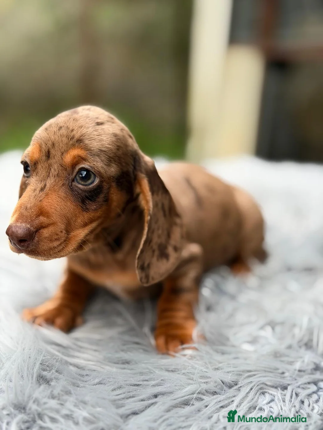 Teckel Miniatura perros en venta: TECKEL ARLEQUIN CHOCOLATE MINIATURA  - Anuncio 2