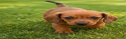 Teckel perros en venta: TECKEL KANINCHEN  - Anuncio 3