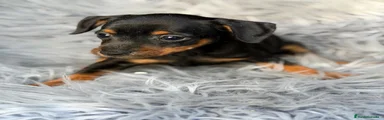 Pinscher Miniatura 1
