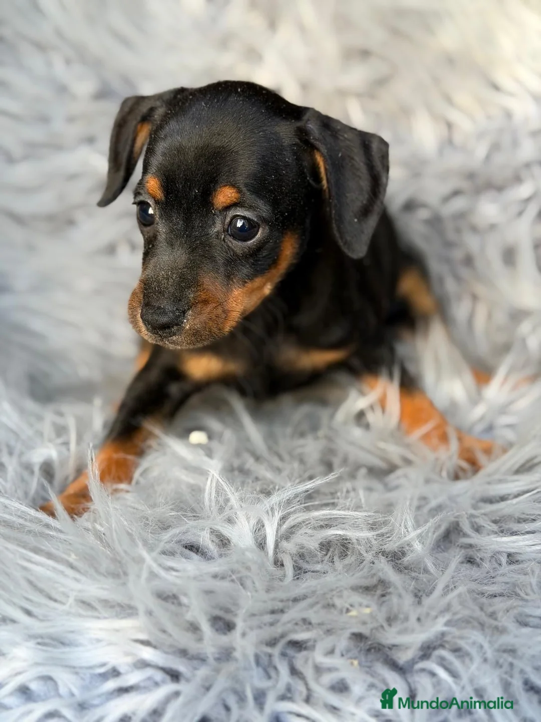Pinscher Miniatura perros en venta: Mini pinscher negro macho💙🐾 - Anuncio 4