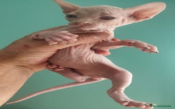 Británico de Pelo Corto gatos en venta: Sphynx calidad y selección  - Imagen 6