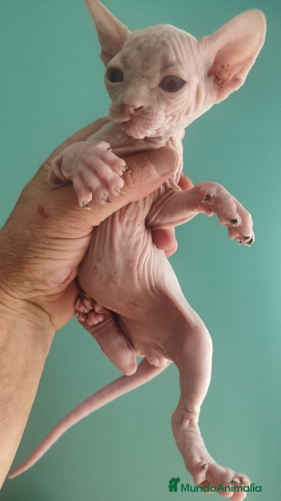 Británico de Pelo Corto gatos en venta: Sphynx calidad y selección  - Imagen 6