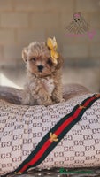 Maltipoo perros Maltipoo asiática mini - Anuncio 8