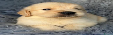 Golden Retriever 1