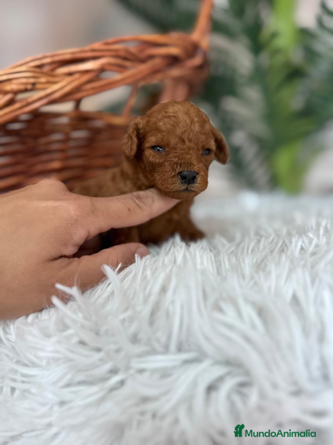 Caniche Toy perros en venta: CANICHE TOY ROJO - Anuncio 2