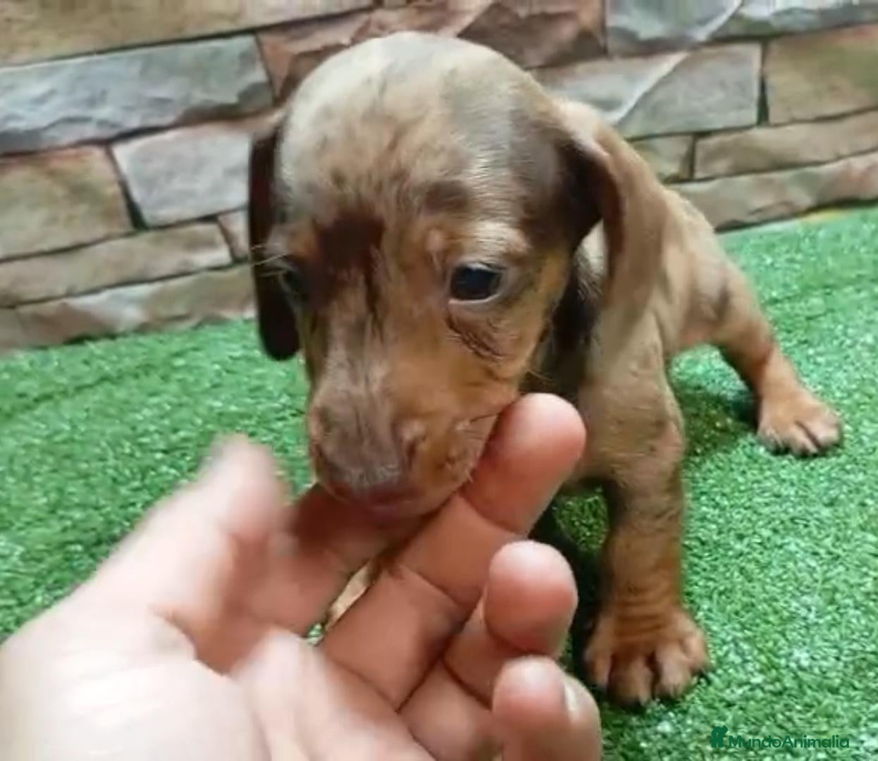 Teckel Miniatura perros TECKEL MINI ARLEQUIN - Anuncio 1