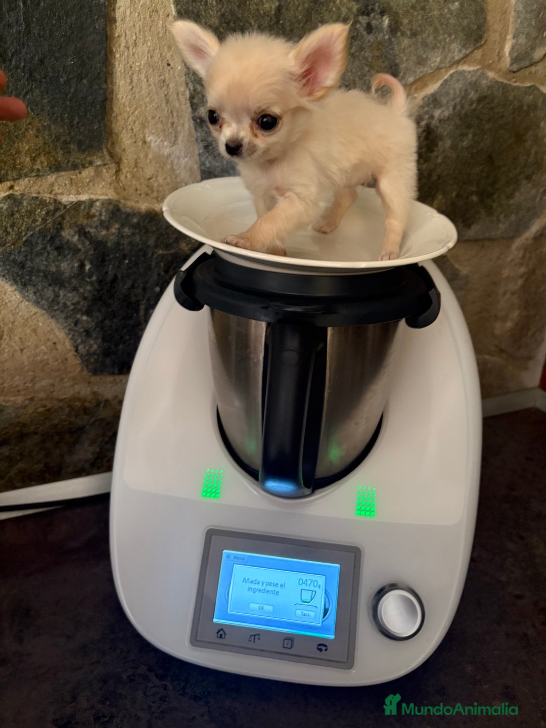 Chihuahua perros en venta: Chihuahua Micro Toy Hembra !!! - Imagen 2