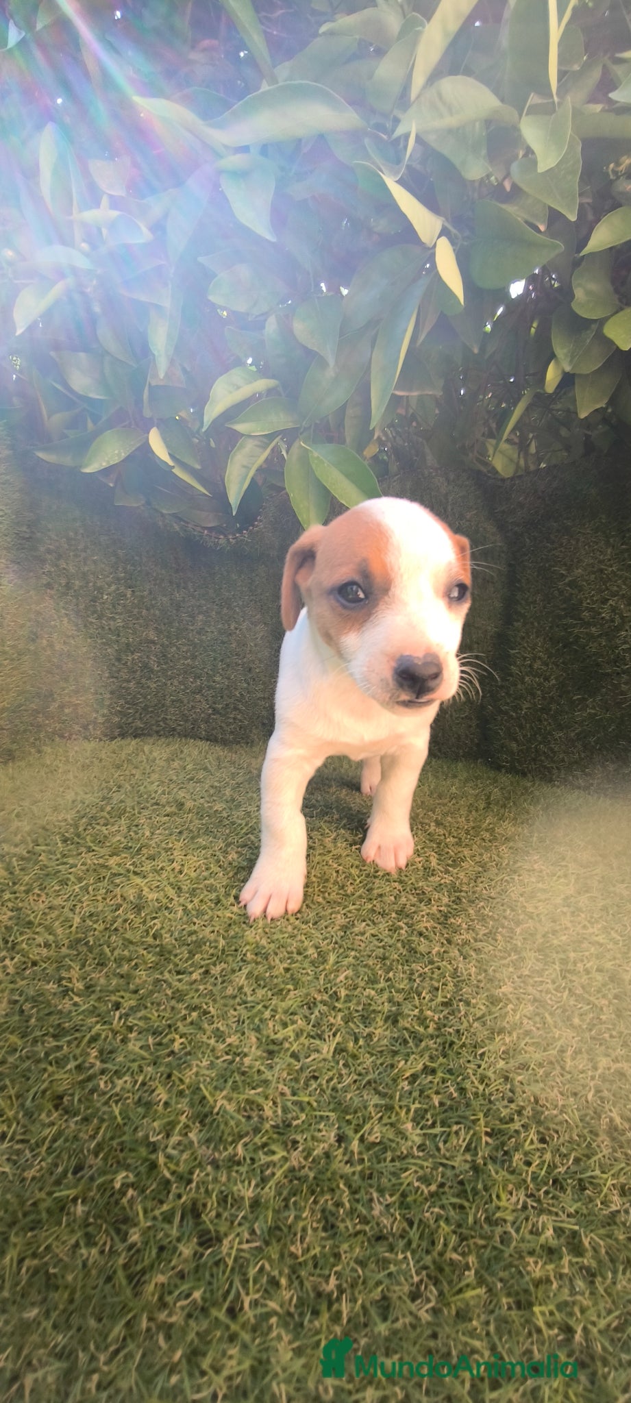 Jack Russell Terrier perros camada Jack Russell  - Anuncio 1