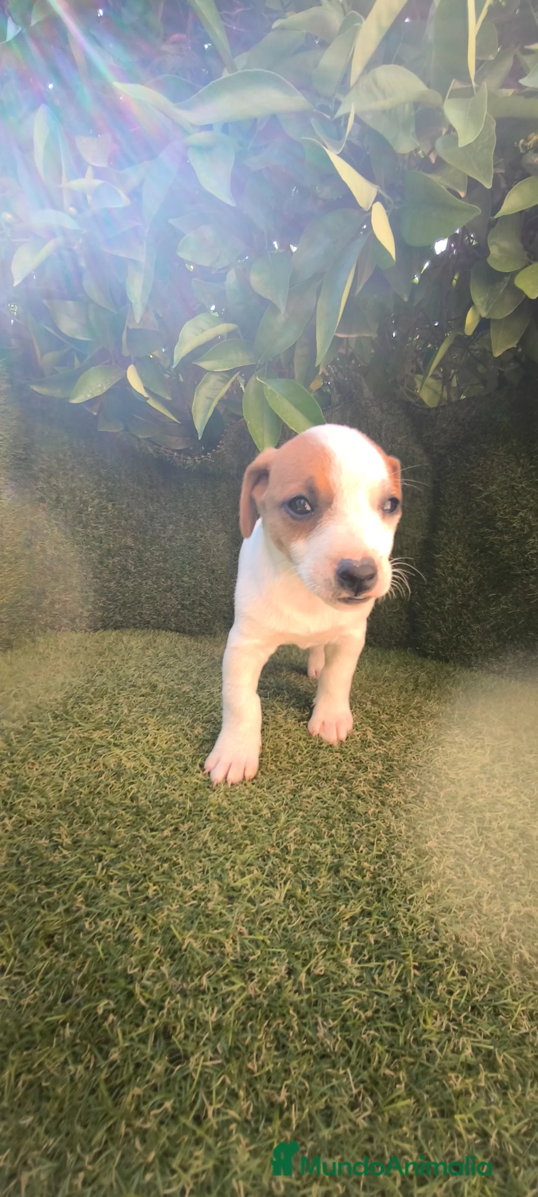 Jack Russell Terrier perros en venta: camada Jack Russell  - Anuncio 1