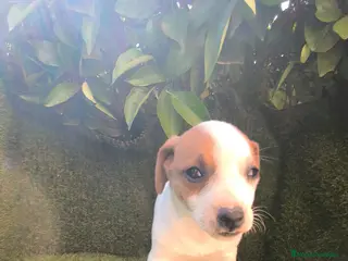 Jack Russell Terrier perros camada Jack Russell - Anuncio 1
