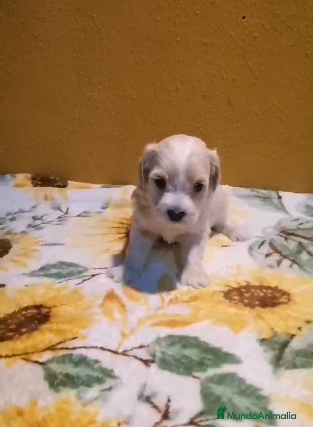 Maltipoo perros Venta de maltipoo toy - Anuncio 1