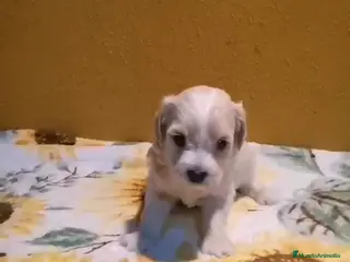 Maltipoo perros Venta de maltipoo toy - Anuncio 1