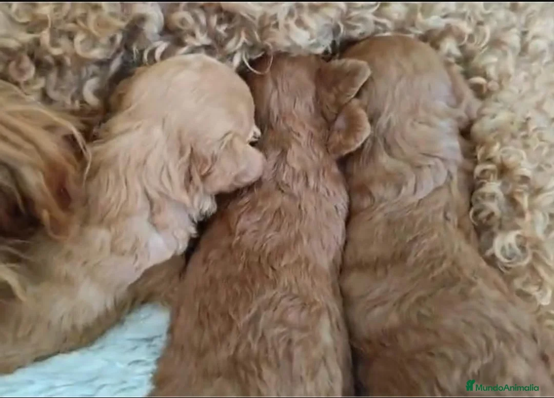 Caniche Toy perros en venta: Caniche toy  - Anuncio 4