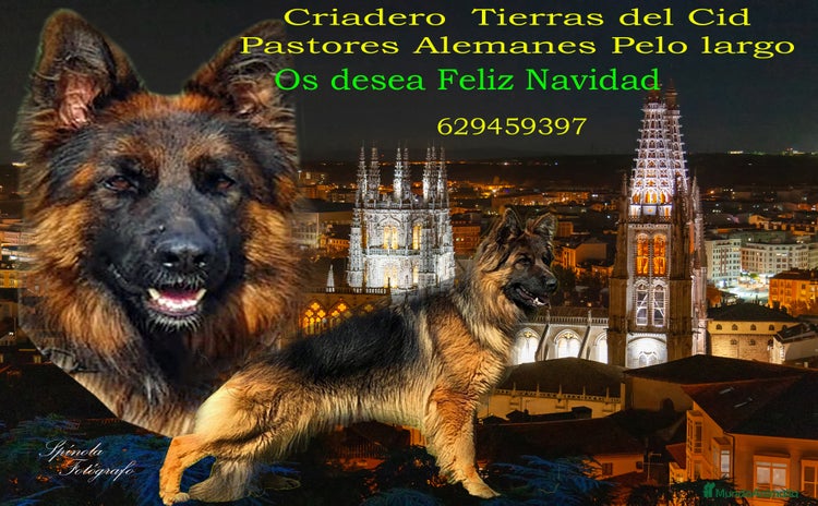Pastor Alemán perros Pastor alemán pelo largo  - Anuncio 1