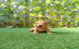 Teckel Miniatura perros en venta: Teckel miniatura  - Anuncio 1