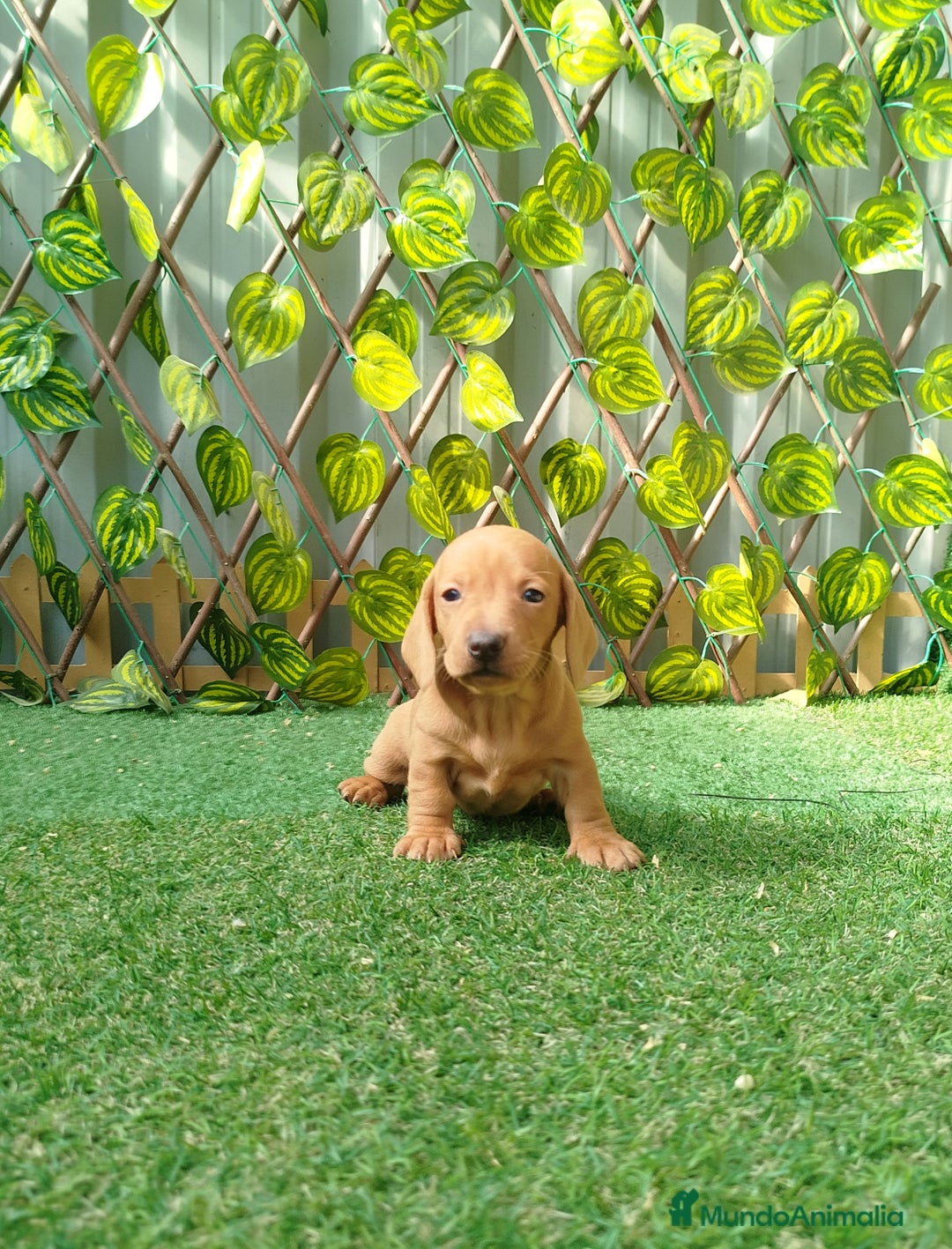 Teckel Miniatura perros en venta: Teckel miniatura  - Anuncio 1