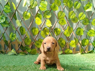 Teckel Miniatura perros Teckel miniatura - Anuncio 1