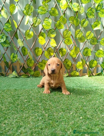 Teckel Miniatura perros Teckel miniatura - Anuncio 4