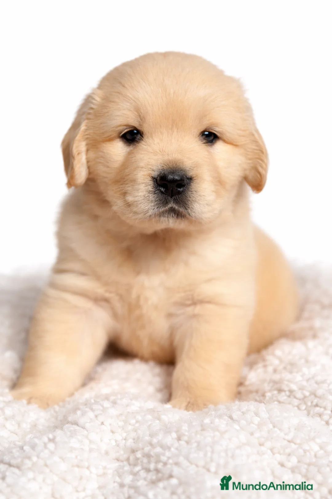 Golden Retriever perros en venta: Golden hembra  - Anuncio 1