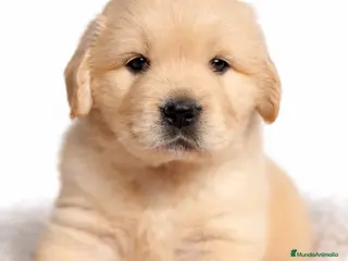 Golden Retriever perros Golden hembra - Anuncio 20