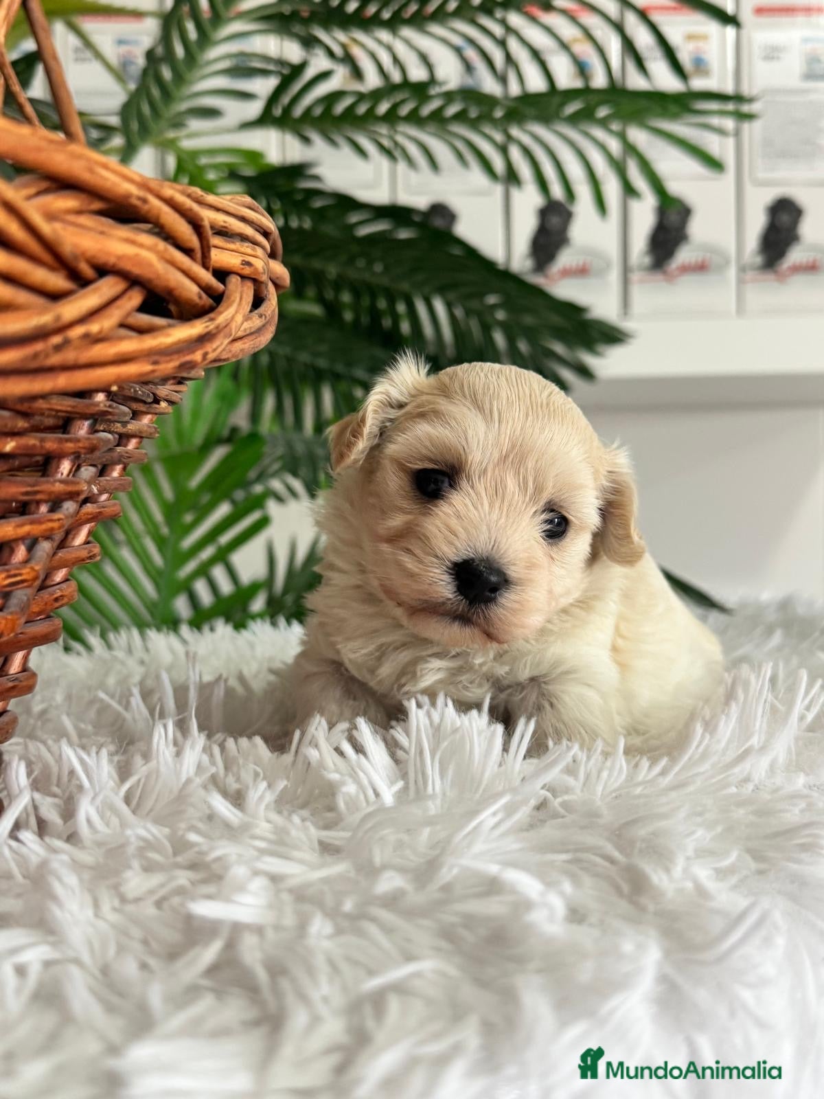 Maltipoo perros en venta: MALTIPOO HEMBRA - Anuncio 13