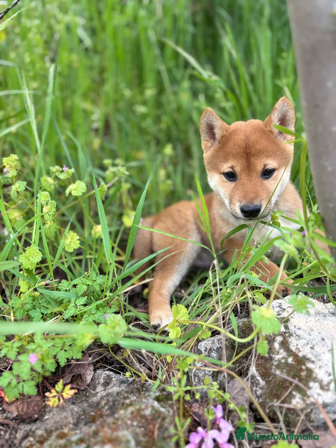 Shiba Inu perros en venta: Shiba Inu hembra disponible  - Anuncio 8