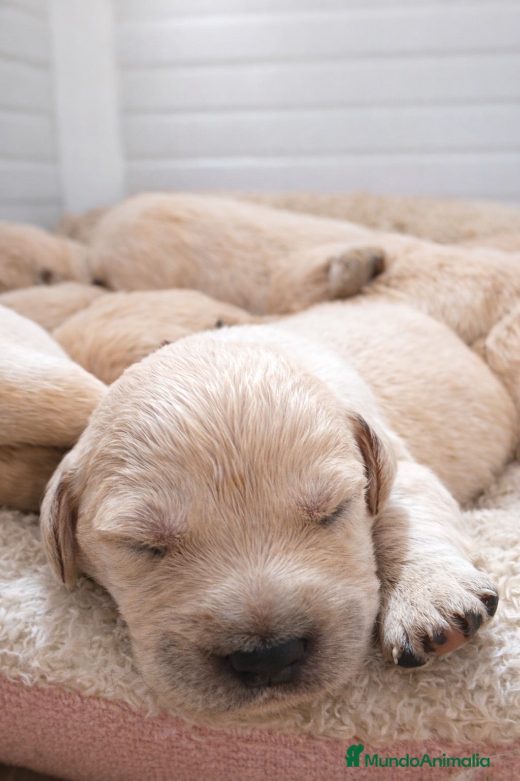 Golden Retriever perros Preciso dos cachorros de golden retriever  - Anuncio 2