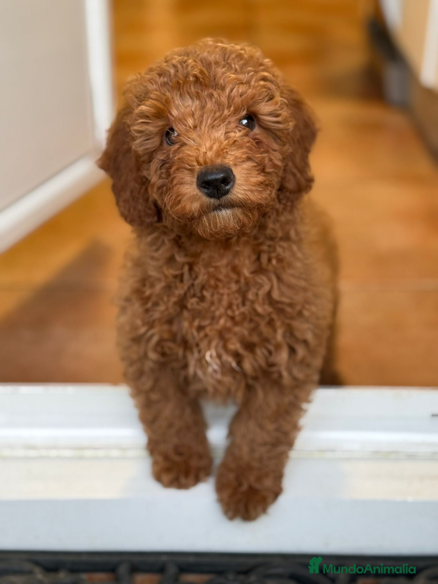 Caniche Toy perros Caniche - Anuncio 5
