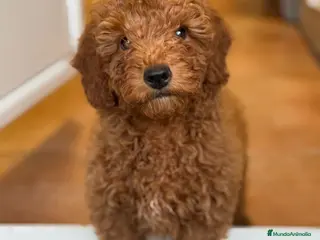 Caniche Toy perros Caniche - Anuncio 21