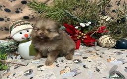 Pomerania perros en venta: CAMADA DE POMERANIA  - Imagen 4