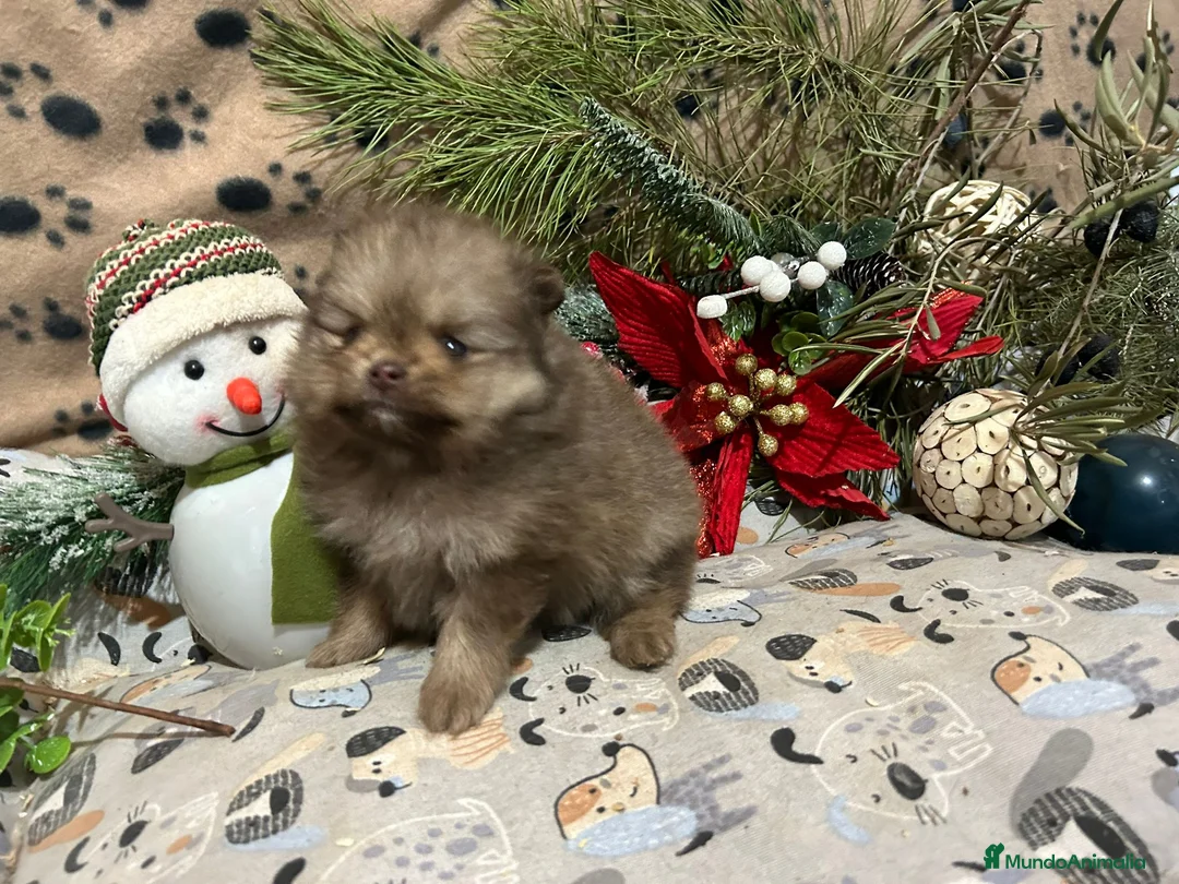 Pomerania perros en venta: CAMADA DE POMERANIA  - Anuncio 4